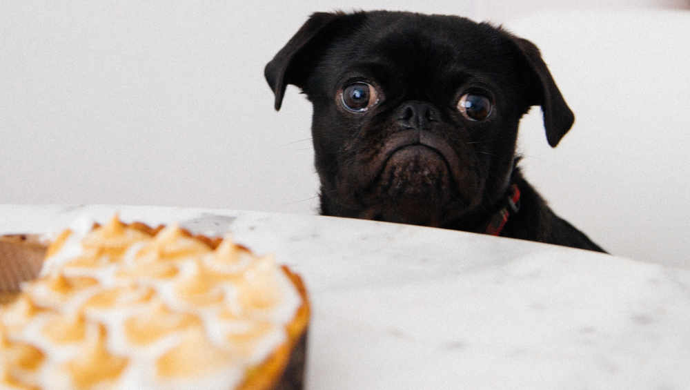 pug and pie