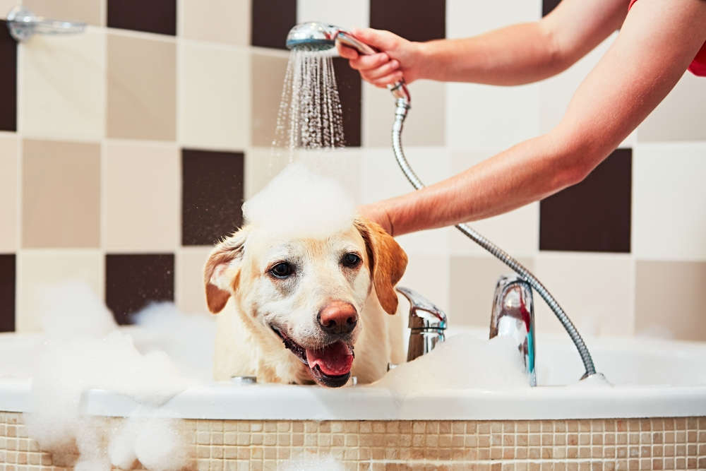 Self-employment ideas - dog groomer