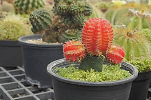 moon cactus