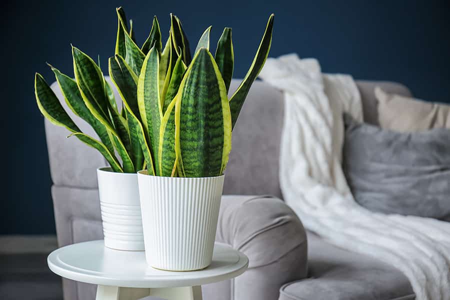 Snake plant