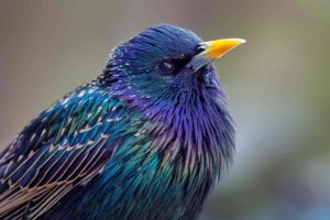 A beginner’s guide to birdwatching
