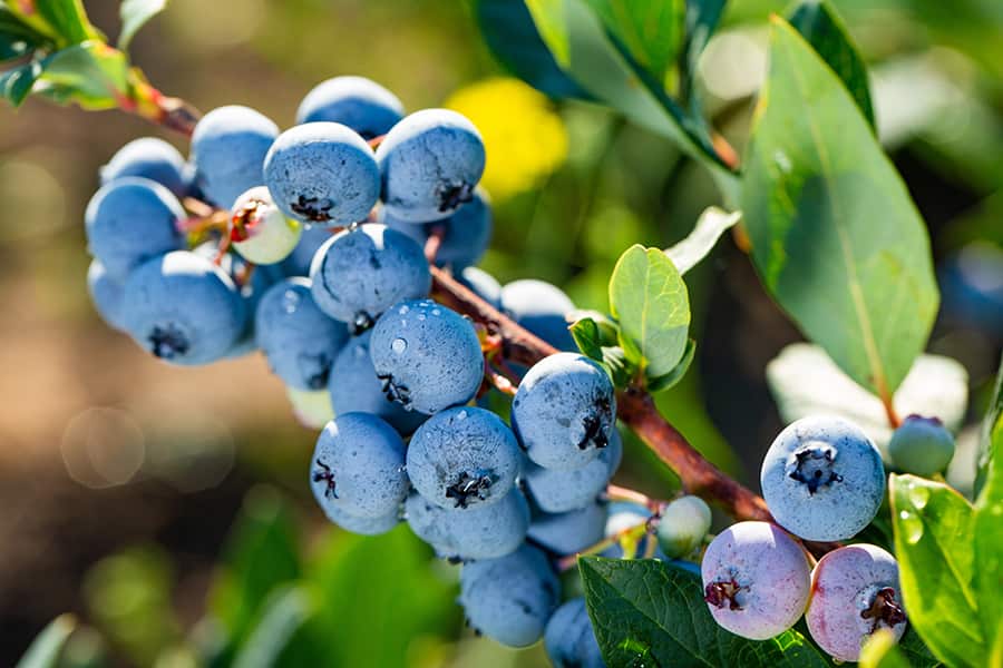 blueberries