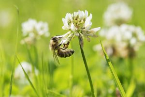 12 garden checklist ideas for May