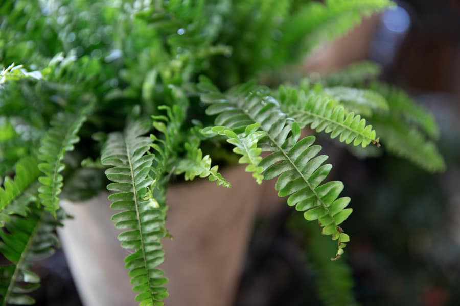 Boston fern