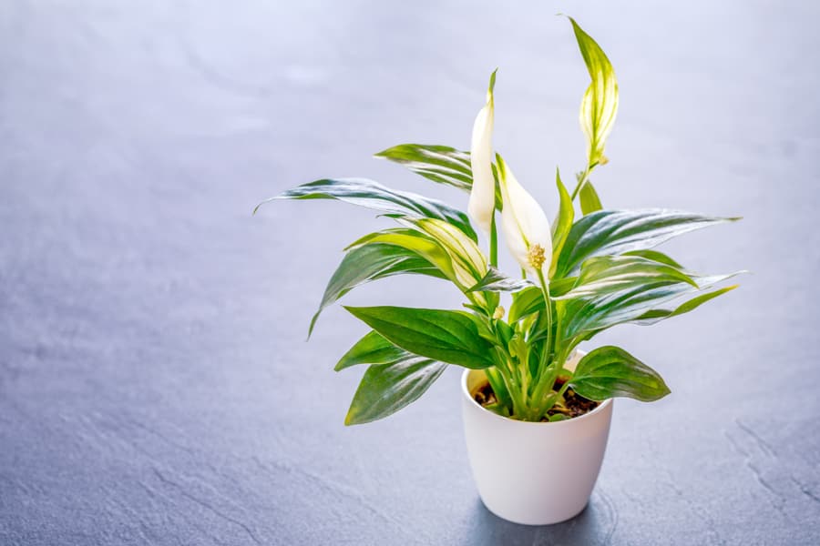 Peace lily