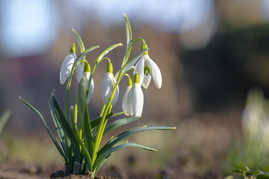 Snowdrops