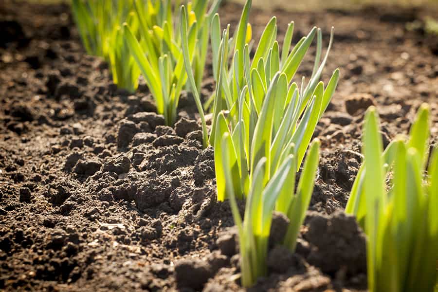 Spring onions