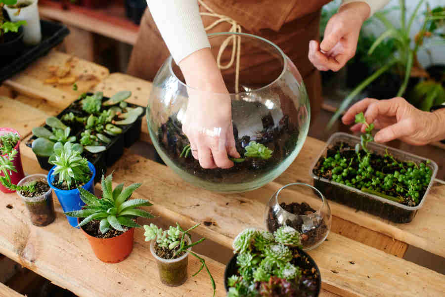 terrariums