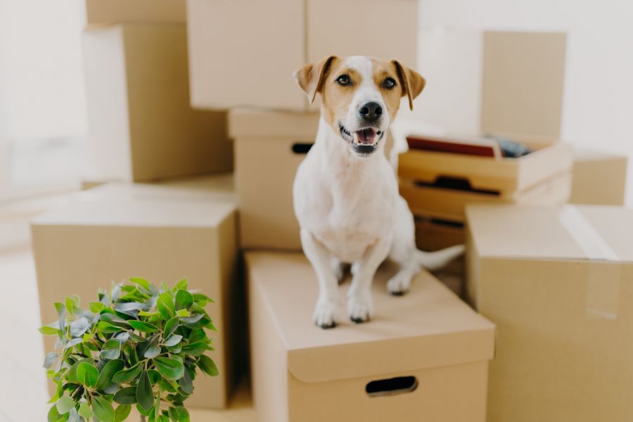Remember, pets might need extra love and support during a move