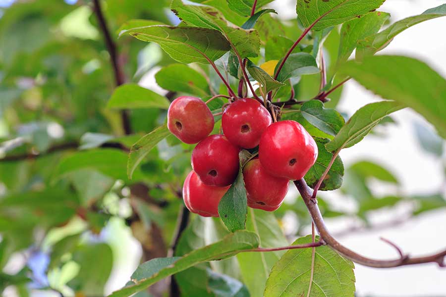 Crab apples