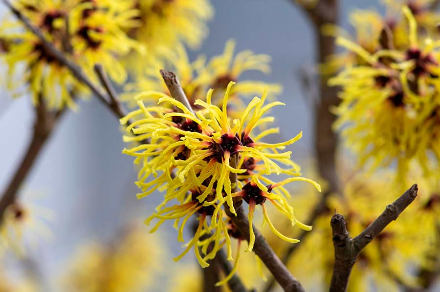 Witch hazel