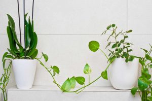 11 of the best bathroom plants