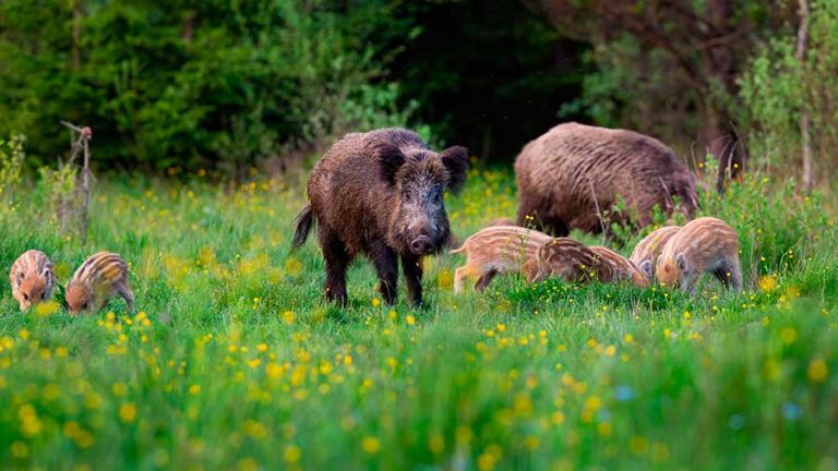 16 weird and wonderful animals you can find in the UK - Rest Less