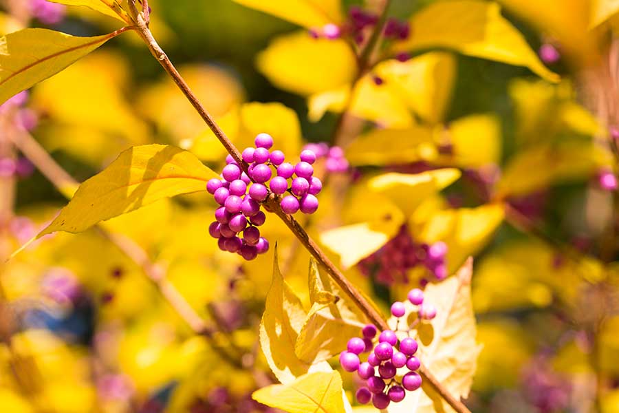 Callicarpa