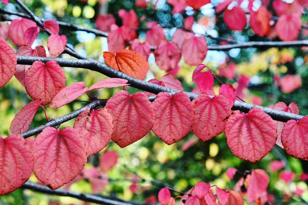 10 plants for autumn colour Rest Less