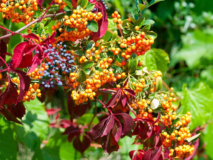 Pyracantha