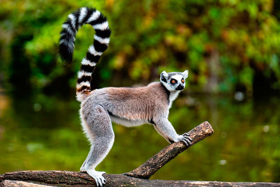 Madagascar