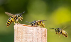 10 natural methods to keep wasps at bay
