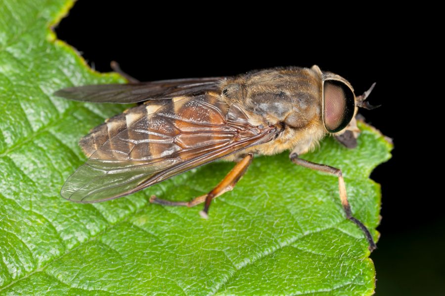 What are horseflies