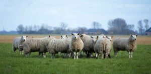 Sheep for a Reason
