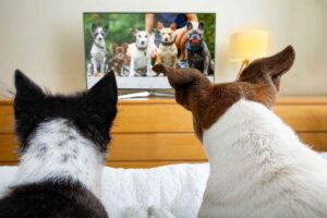 Television addict