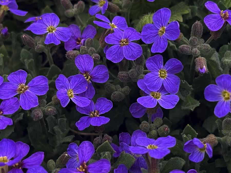 Aubretias
