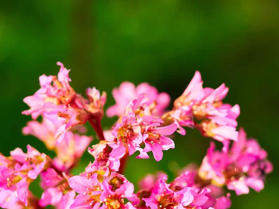 Bergenia