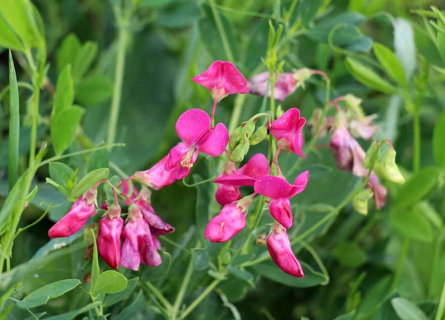 Creeping herbs
