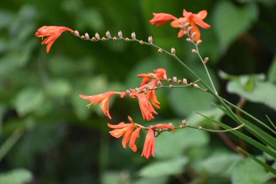 Crocosmia