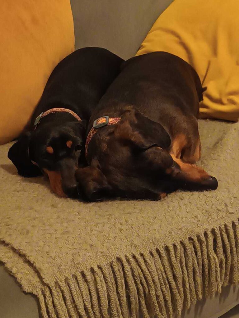 dogs