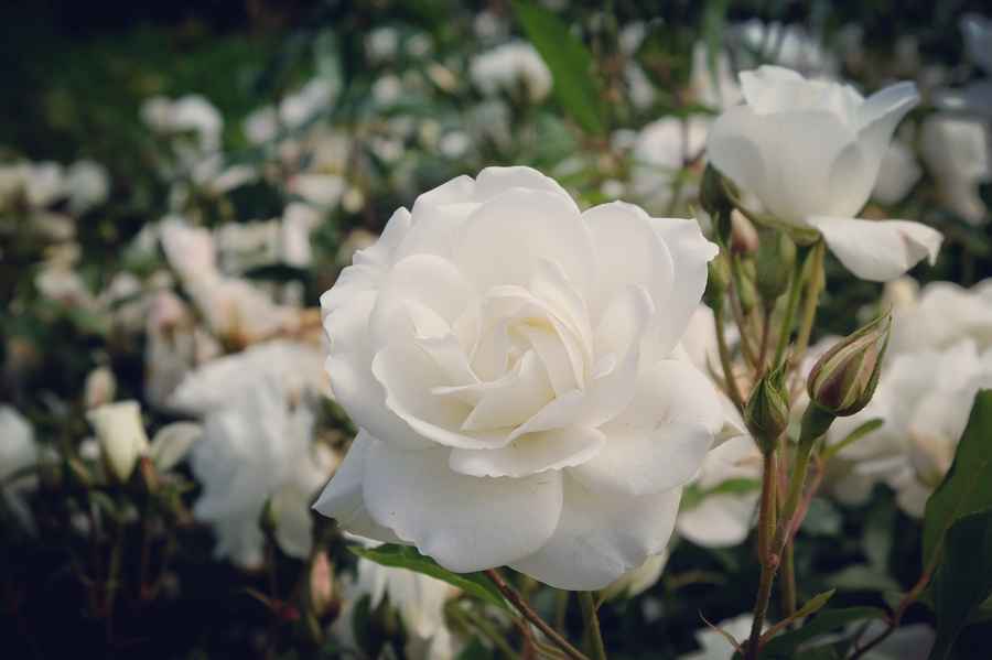 Flower carpet roses