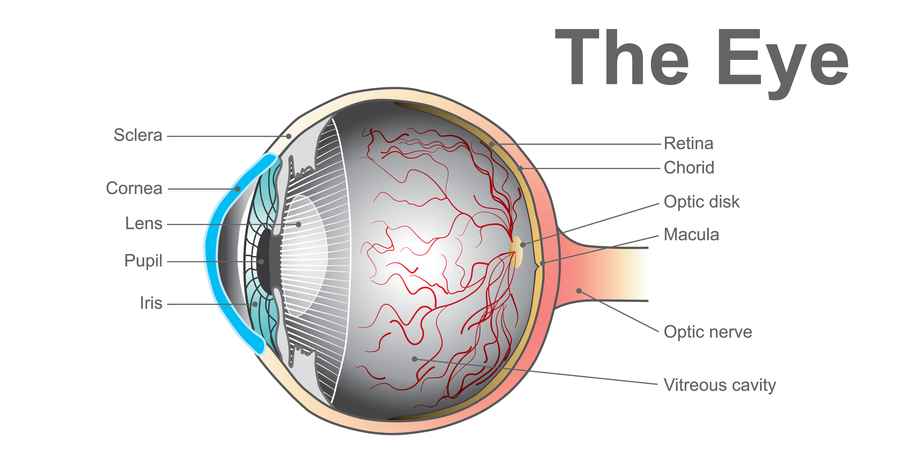 How do eyes work