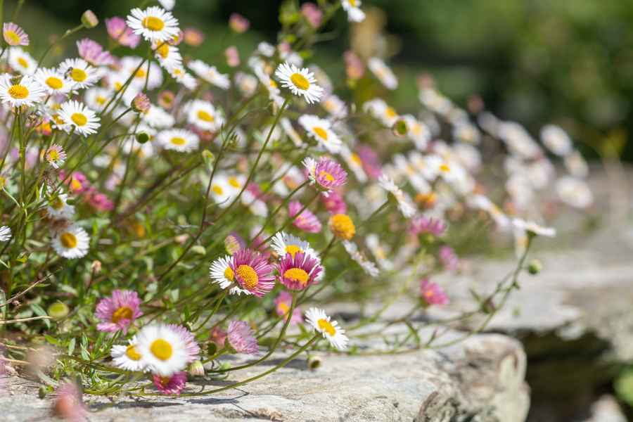 Mexican Daisy