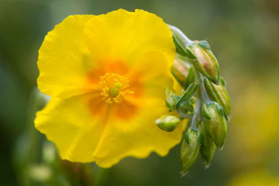 Rock Rose