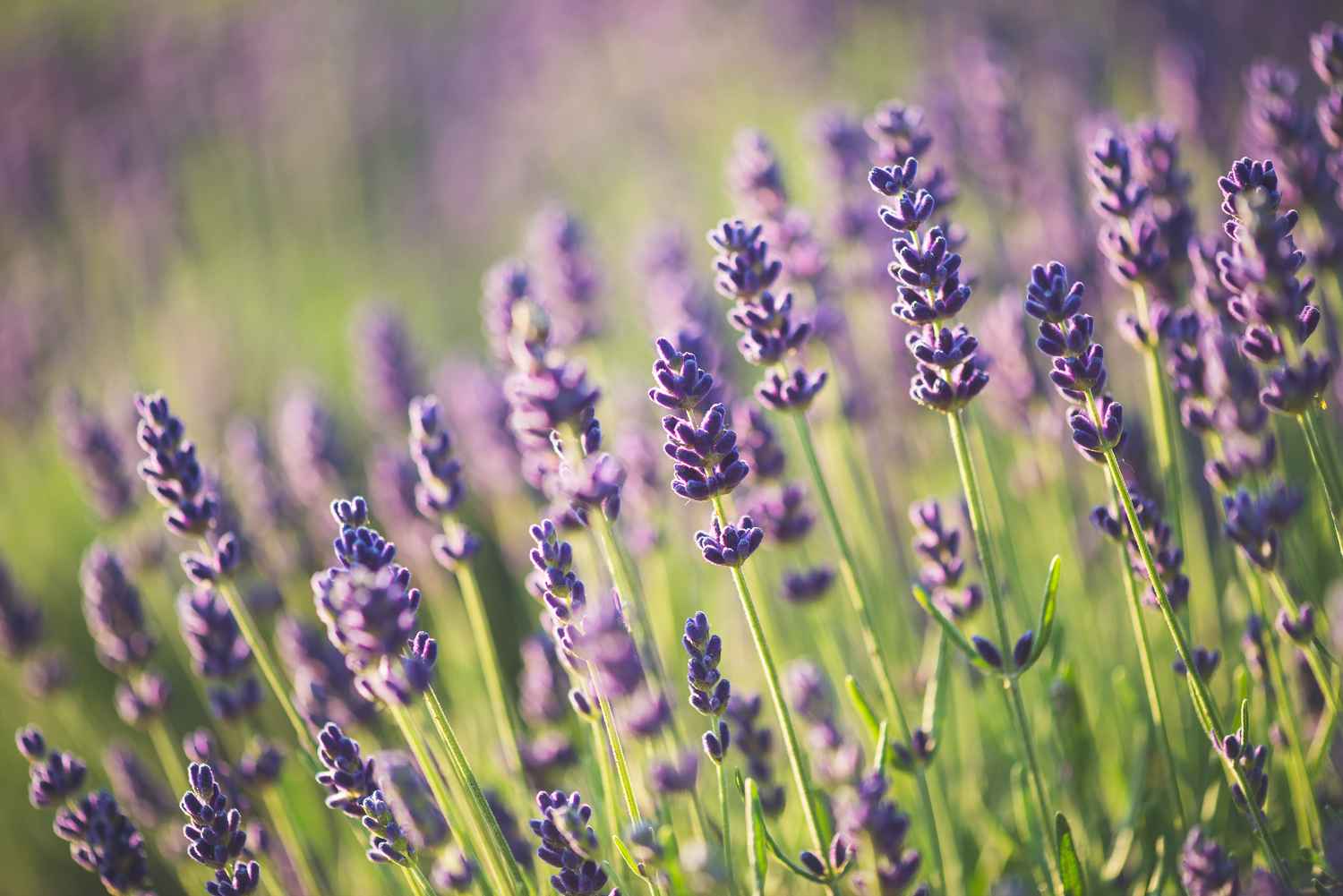 13 of the best ground cover plants - Rest Less