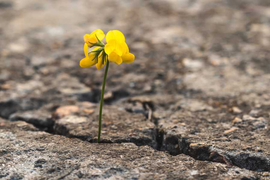What is resilience