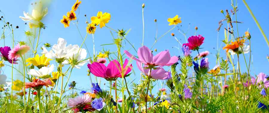 Wildflower meadow