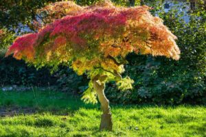 A cat, the garden, a tree and me