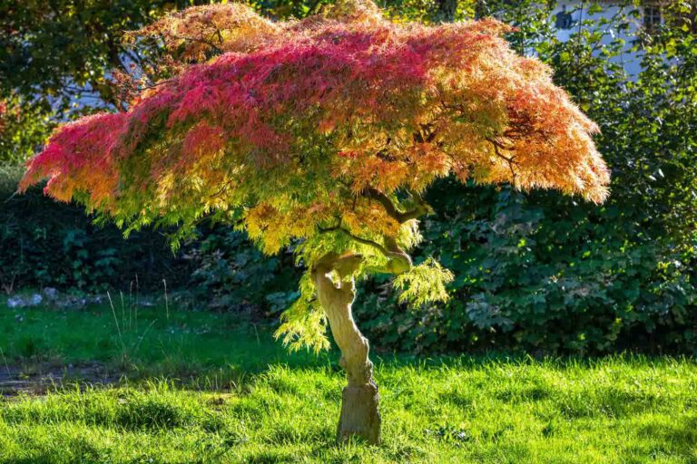 A Cat, the Garden, a Tree and Me