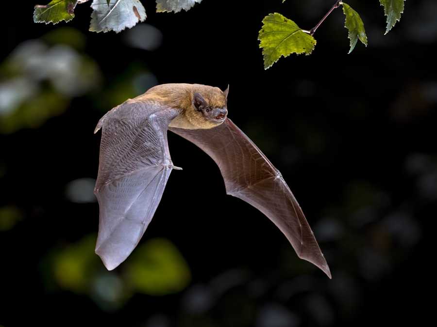 Bats