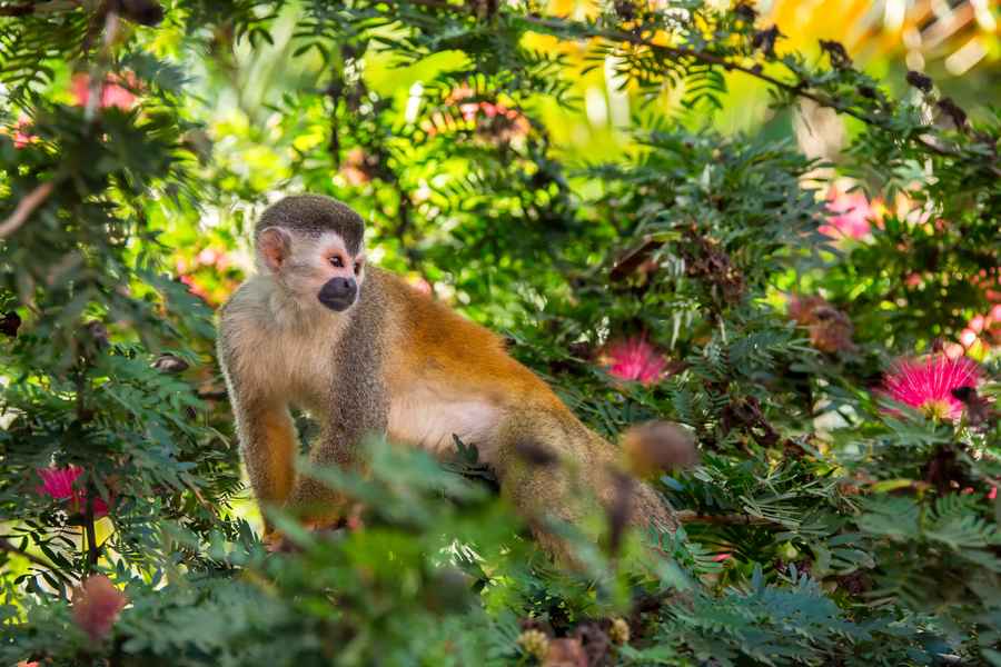 Costa Rica: Coast to Coast