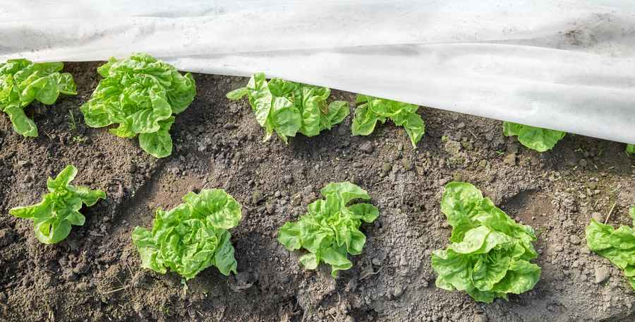 Give your winter beds a blanket