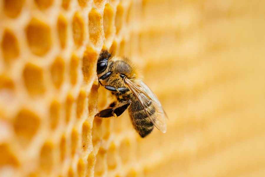 How do chemicals harm bees