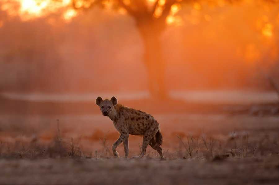 Hyenas