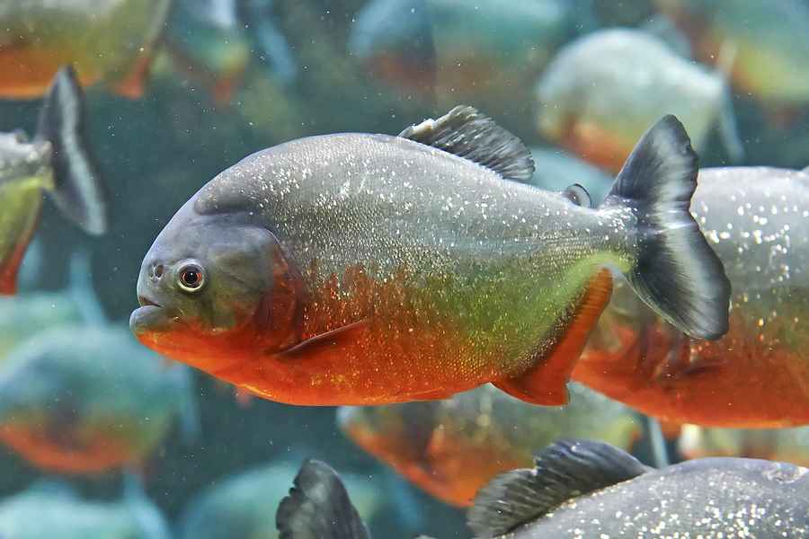 Piranhas