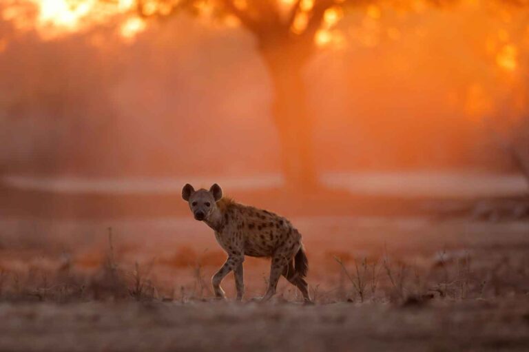 5 of the world’s most misunderstood animals