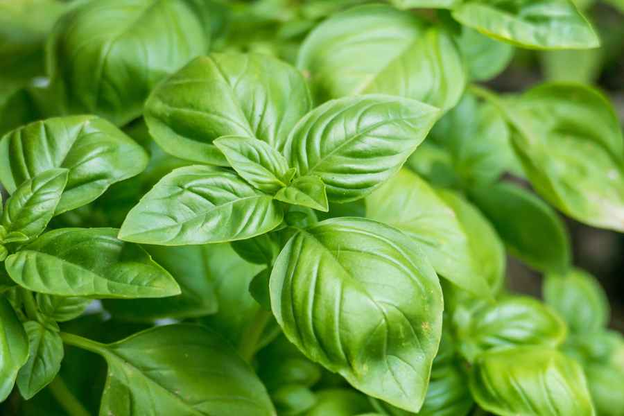 Try companion planting