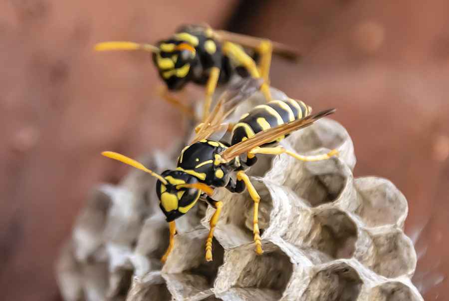 Wasps