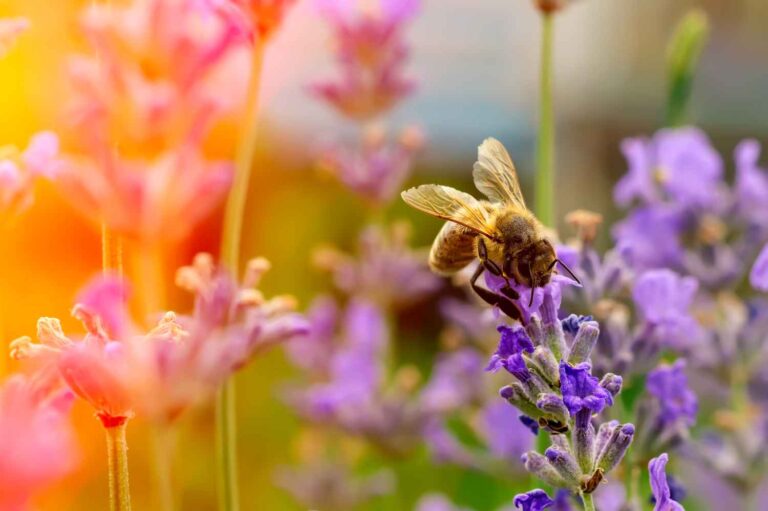 9 weed solutions that don't harm bees