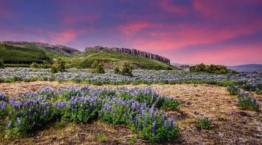 Admire stunning Arctic flora